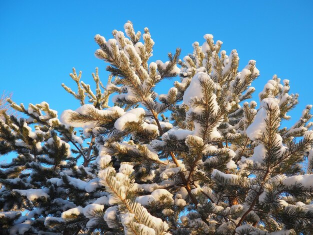 写真 冬の松の森 昼間は厳しい霜 カレリア 松の枝に雪が降る
