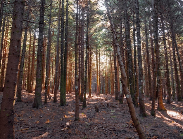 Pine forest on an island Evia in Greece