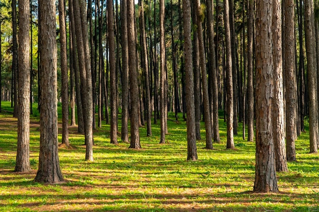 Фото Пейзаж соснового леса в таиланде с зеленой травой на земле.