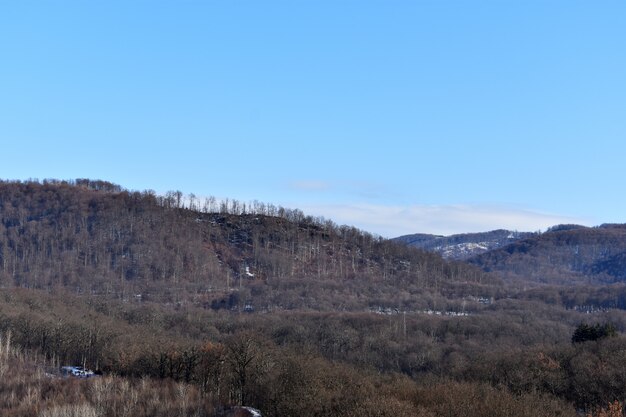 松林の風景