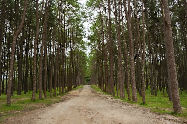 Pine forest and morning sun in northern Thailand