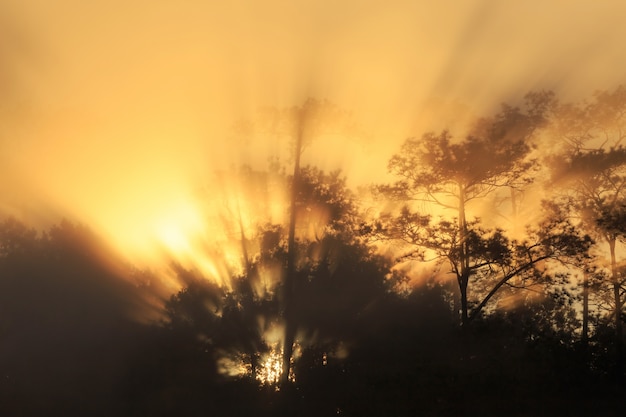 Pine forest on morning time