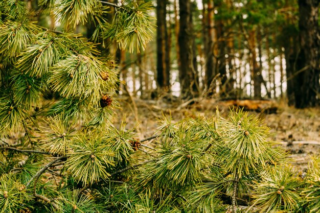 Pine Forest Morning