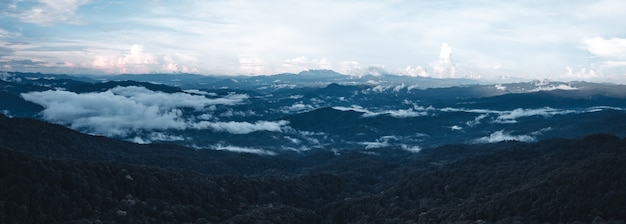 Pine forest in the mountains in the morning form above drone