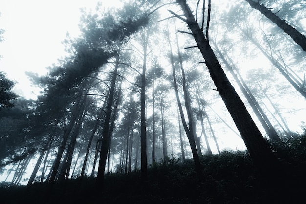 Pine forest in the mountains in the morning , south asia winter