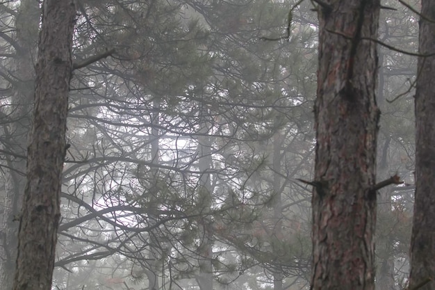 Pine Forest Natuur Achtergrond Mist Forest Pine