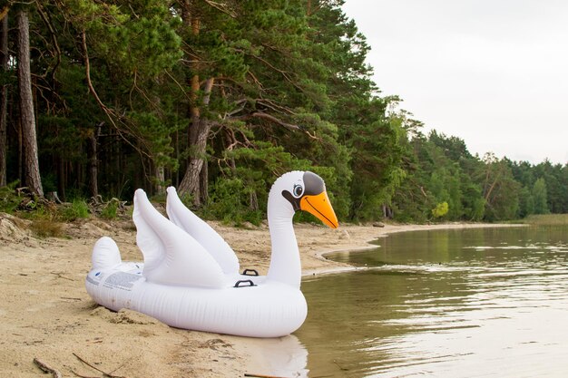 写真 湖畔の松林