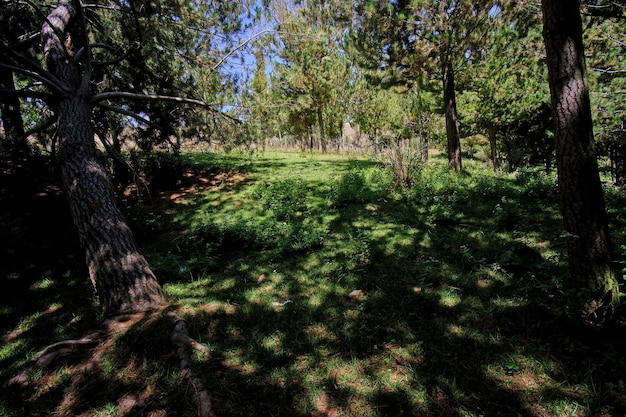 Pine forest Pinus radiata