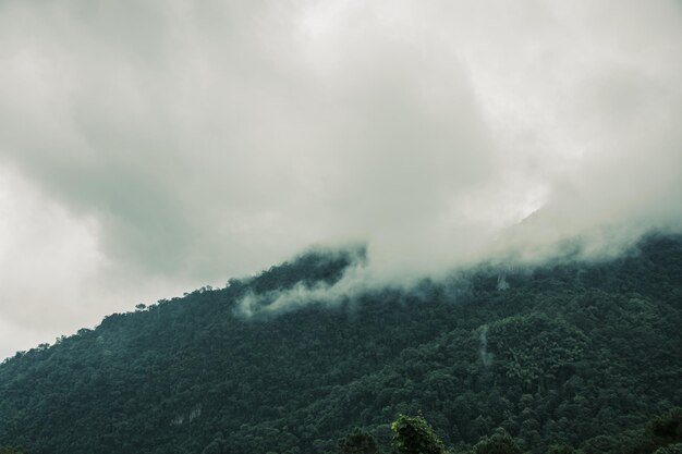 自然についての物語の濃い霧の背景を持つ梅雨の松林xA