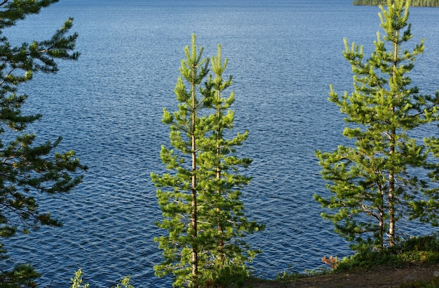 Pine forest on the rocky shore of the lake