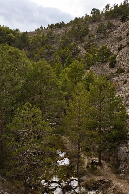 Pine Forest and small river