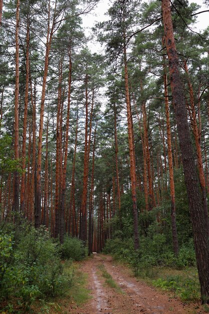 Pine forest and smooth logs of pine trees, between which the path passes