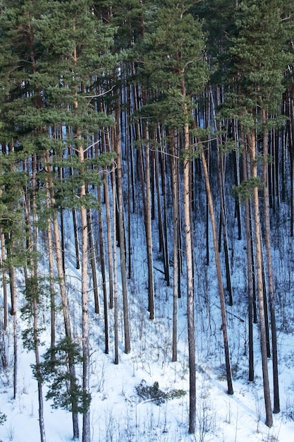 Pine forest in snow view from above