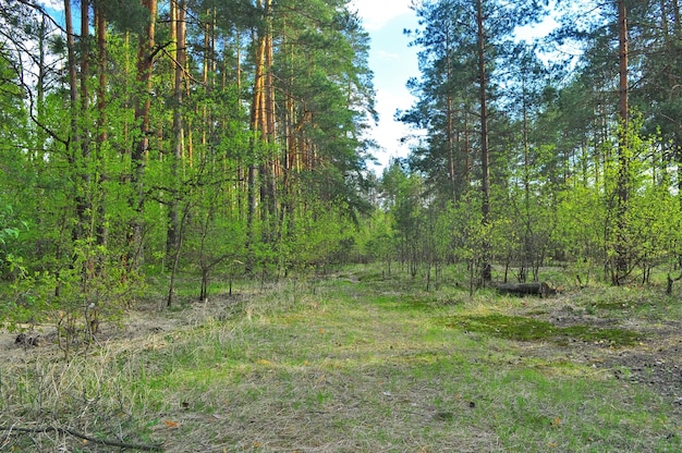 Сосновый лес весной