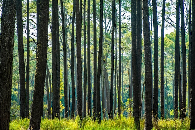 Pine forest in summer at Thung Salaeng Luang National Park Thailand