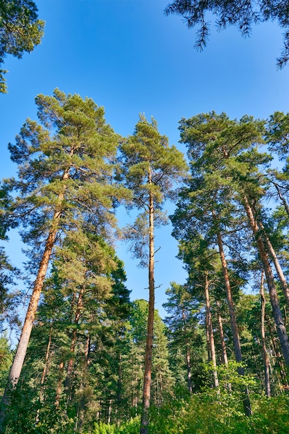 Сосновый лес в летнее время Голубое небо и хорошая погода снаружи