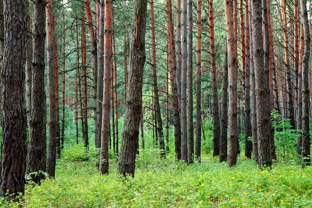 Pine forest in summer