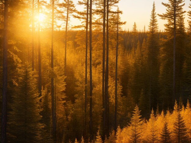 Pine forest sunset nature landscape