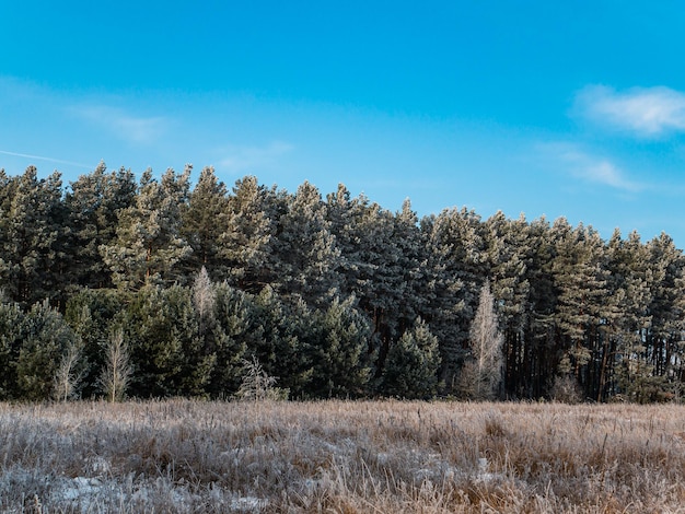 Pine forest trees covered with frost in winter against the blue sky