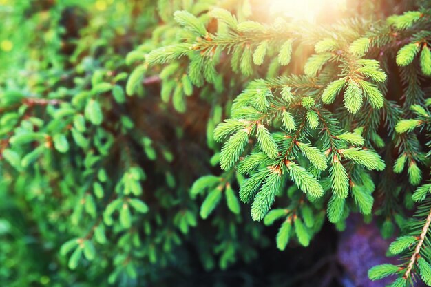 Pine forest Trees in the forest Fir branches with cones Glare of the sun