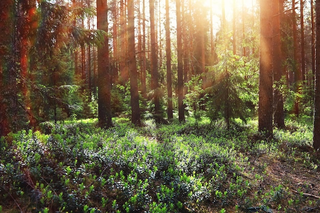 Pine forest Trees in the forest Fir branches with cones Glare of the sun