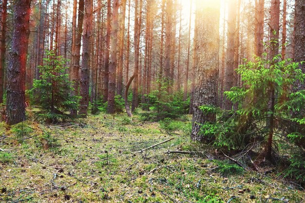 Сосновый лес Деревья в лесу Еловые ветки с шишками Блики солнца