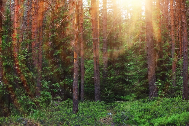 Pine forest Trees in the forest Fir branches with cones Glare of the sun