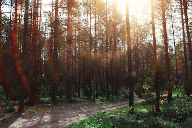 Pine forest Trees in the forest Fir branches with cones Glare of the sun