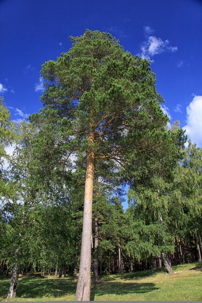 Pine forest in ural