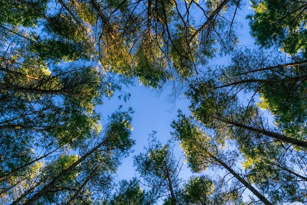 Pine forest view from below the high tall pines Blue sky background with trees