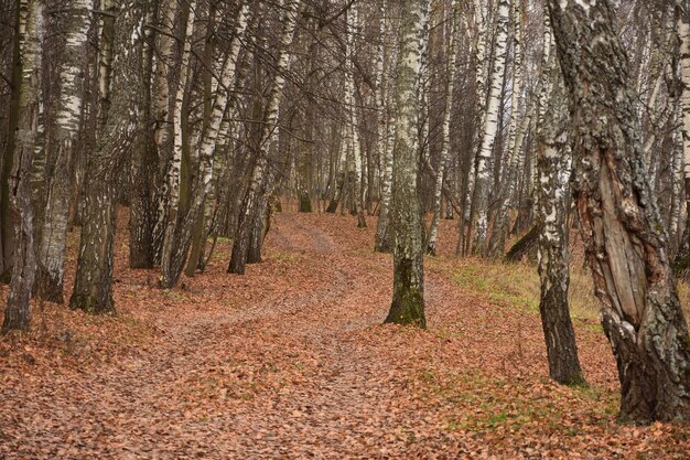 Passeggiata in pineta nel bosco tronchi d'albero foresta misteriosa