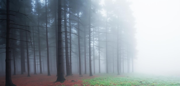 The pine forest was full of smoke scary mystery Big tree surrounded by fog in winter 3D illustration