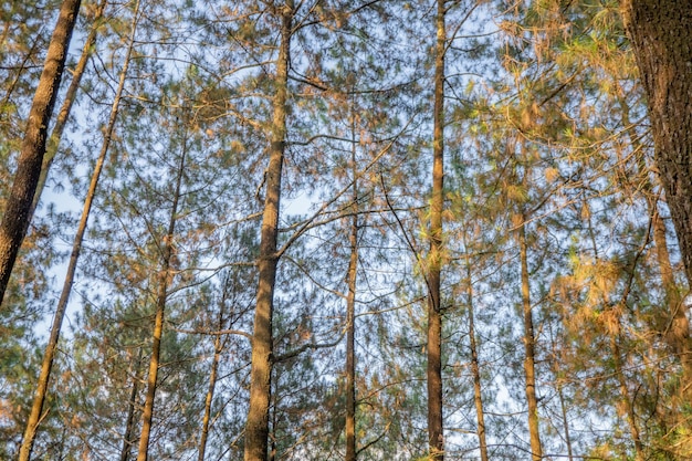 Pine forest when springtime that on the track for hiking mountain