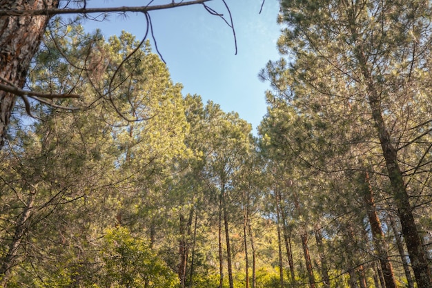 Pine forest when springtime that on the track for hiking mountain