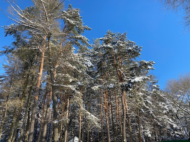 冬の松の森は,大きな雪の層で覆われています 青い空の寒い晴れた日