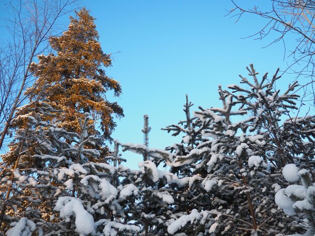 Сосновый лес зимой в течение дня при сильных морозах Карелия Снег на хвойных ветвях Холодная солнечная погода антициклон Шотландская сосна Pinus sylvestris - это растение сосна Pinus of Pine Pinaceae