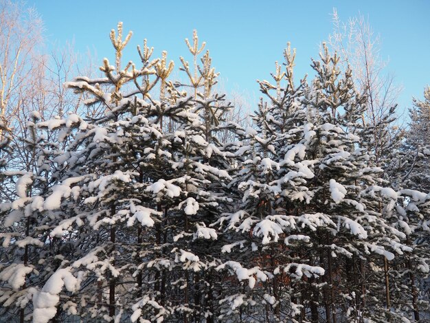 겨울에 소나무 숲 낮에는 심한 얼음 카 ⁇ 리아 소나무 가지에 눈이 얼어붙는  ⁇ 은 날씨 안티사이클론 스코틀랜드 소나무 Pinus sylvestris는 식물 소나무 Pinus of Pine Pinaceae입니다