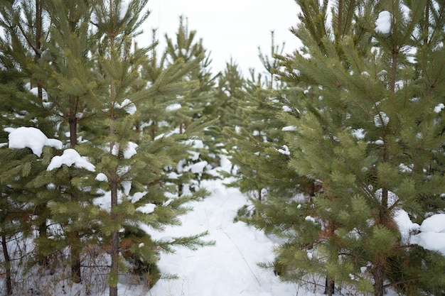 Pine forest in winter, daylight on snow