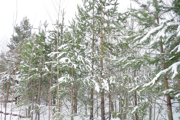 Foto foresta di pini in inverno durante il giorno in forti gelate carelia neve sui rami di conifere tempo gelido soleggiato anticiclone pino scozzese pinus sylvestris è una pianta di pino pinus di pinaceae