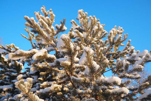 Photo pine forest in winter during the day in severe frost karelia snow on the coniferous branches frosty