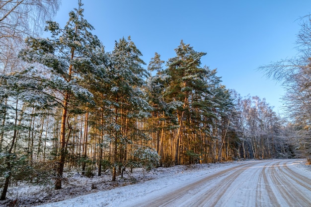 소나무 숲 겨울 화창한 날 도로는 숲을 통과합니다