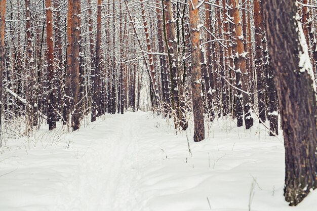 Pine forest, winter woods. Christmas time and december