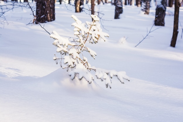 Foto pineta in inverno