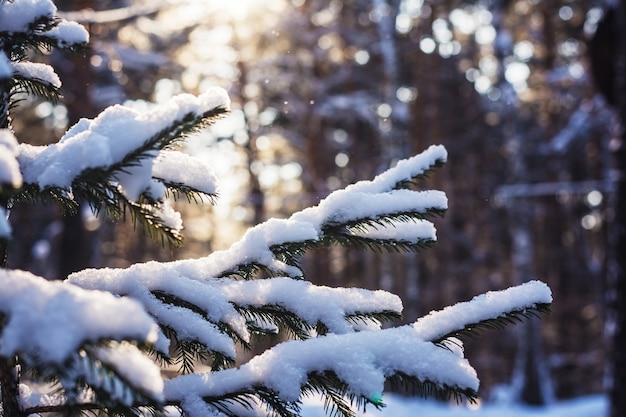 Pine forest in winter