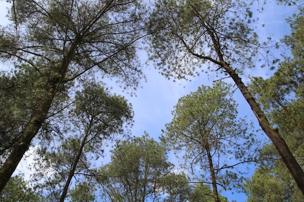 青い空を背景に松林