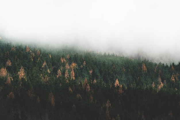 Photo pine forest with clouds in the distance