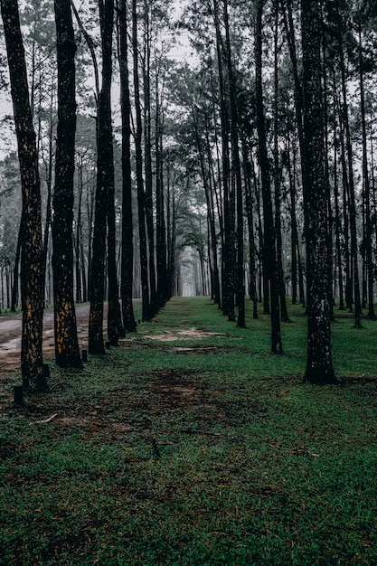 Photo pine forest with tall trees and green grass, cool tone