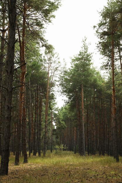 Pine forest on a wonderful bright day