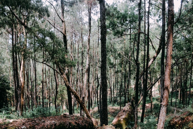 ジョグジャカルタインドネシアの松林