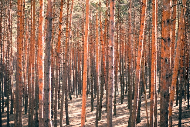 Pine forest